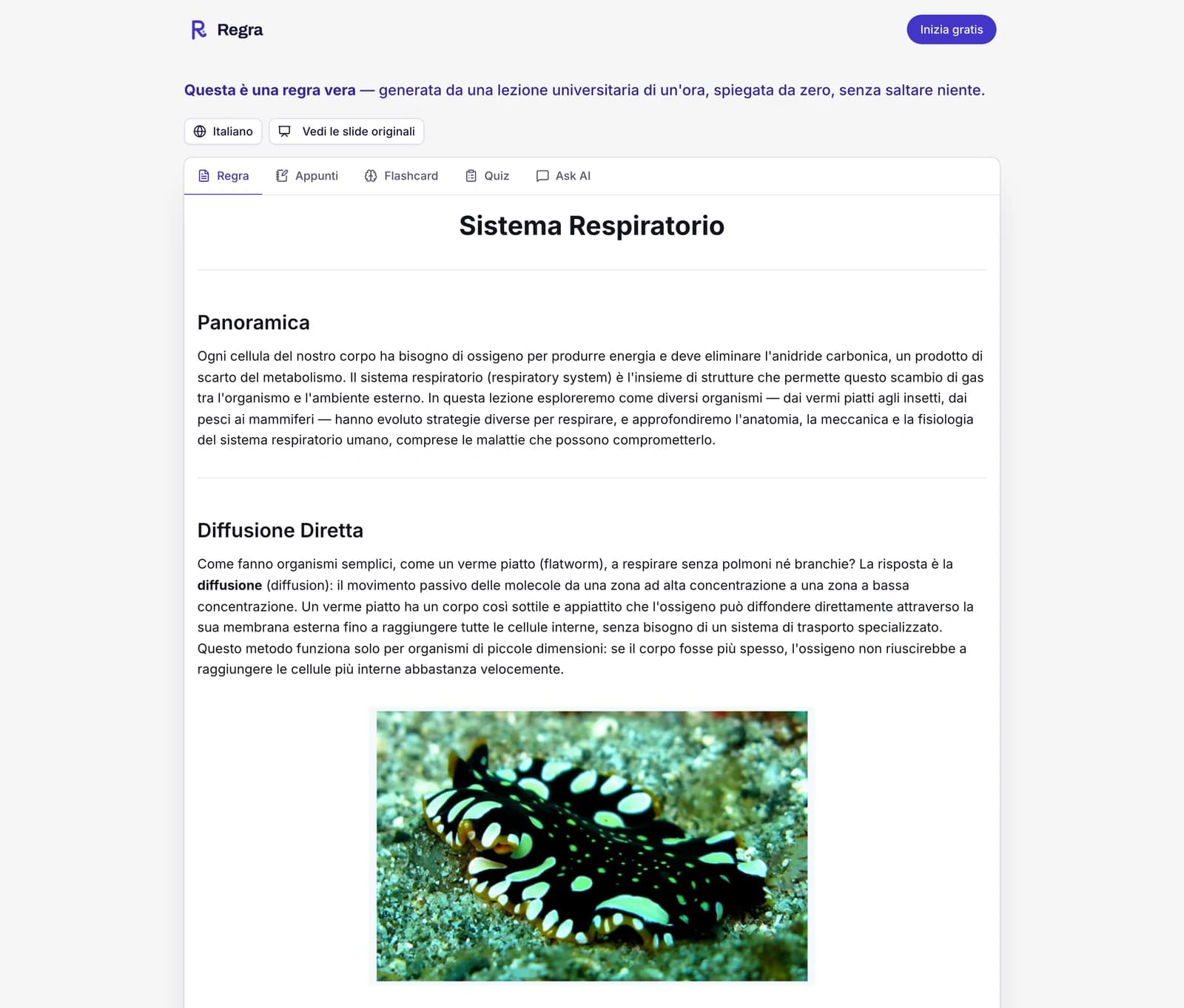 La regra di esempio, aperta sulla scheda Regra: la lezione sul sistema respiratorio spiegata da zero e passo dopo passo, un menu per leggerla in un'altra lingua, il pulsante «Vedi le slide originali» e le schede Appunti, Flashcard, Quiz e Ask AI.