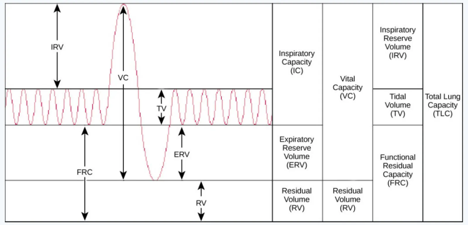 slide:12|type:diagram A labeled spirogram and compartment diagram of human lung volumes and capacities. It shows tidal breathing and maximal inhalation/exhalation, relatin…