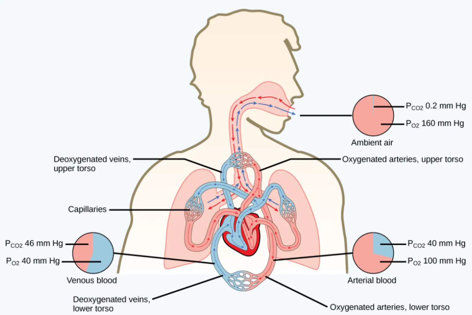 slide:14|type:diagram A labeled schematic of pulmonary gas exchange and systemic circulation, showing deoxygenated blood traveling to the lung capillaries, oxygenated bloo…