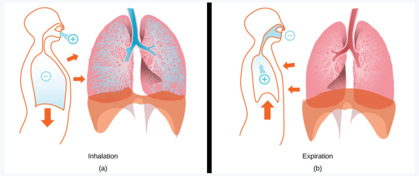 slide:16|type:diagram A two-panel anatomical diagram comparing inhalation and expiration, showing changes in the thoracic cavity, lungs, rib cage, and diaphragm. Inhalatio…