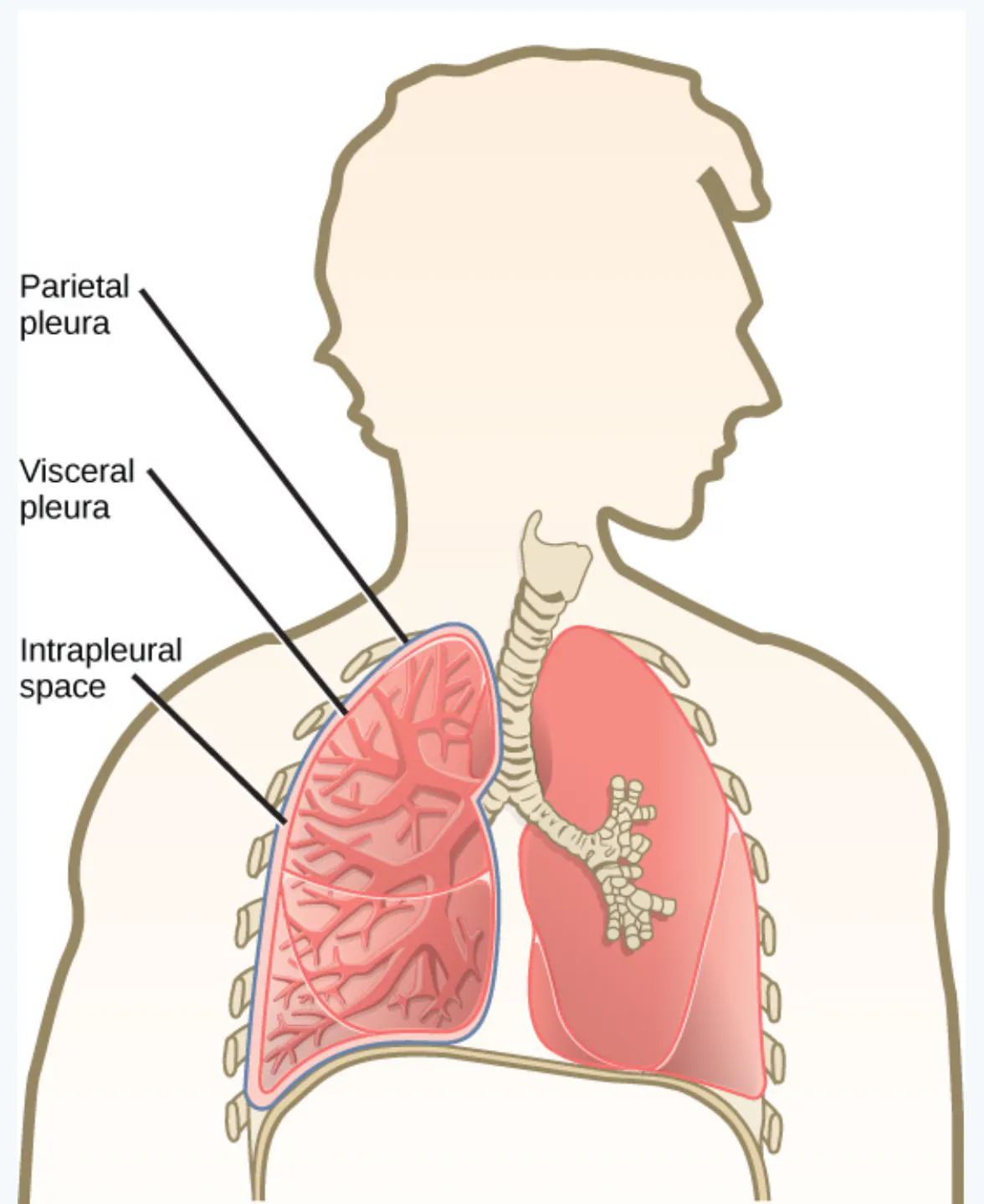 slide:17|type:diagram A labeled anatomical diagram of the pleura surrounding the lungs, showing the parietal pleura, visceral pleura, and intrapleural space within the tho…