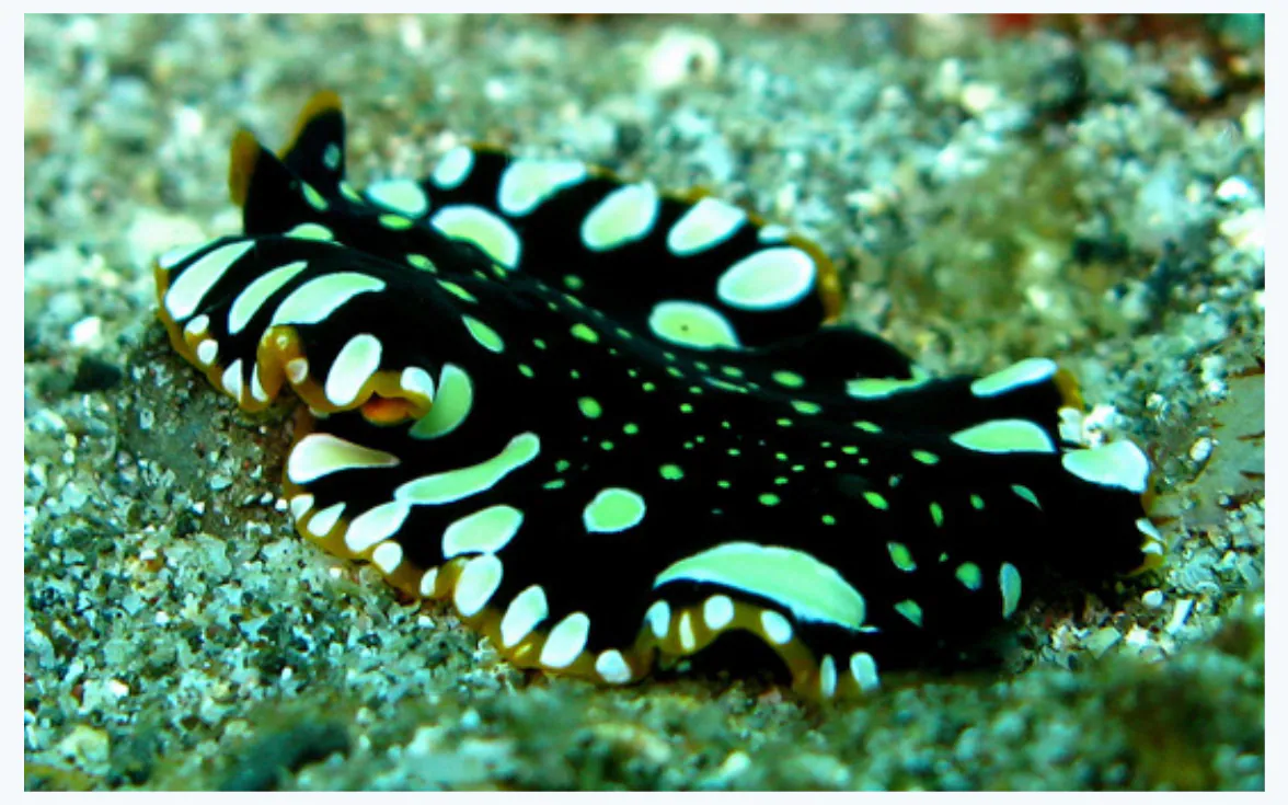 slide:2|type:photo An underwater photograph of a broad, flattened marine flatworm resting on the seafloor. Its dark body has bright white and greenish spots and a ruffl…
