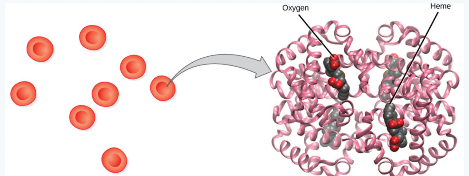 slide:23|type:diagram A labeled molecular illustration of hemoglobin showing red blood cells on the left and a hemoglobin protein complex on the right. Labels identify oxy…