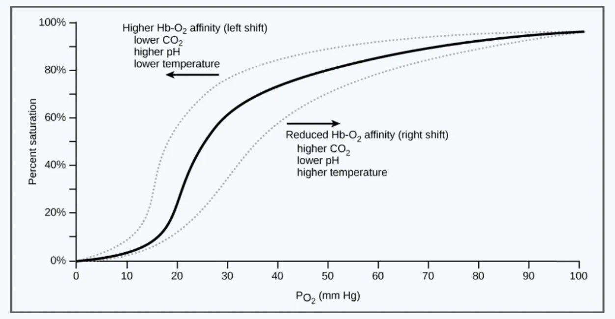 slide:24|type:chart An oxygen–hemoglobin dissociation curve plotting hemoglobin oxygen saturation against PO₂, with a normal sigmoidal curve and dotted left- and right-s…