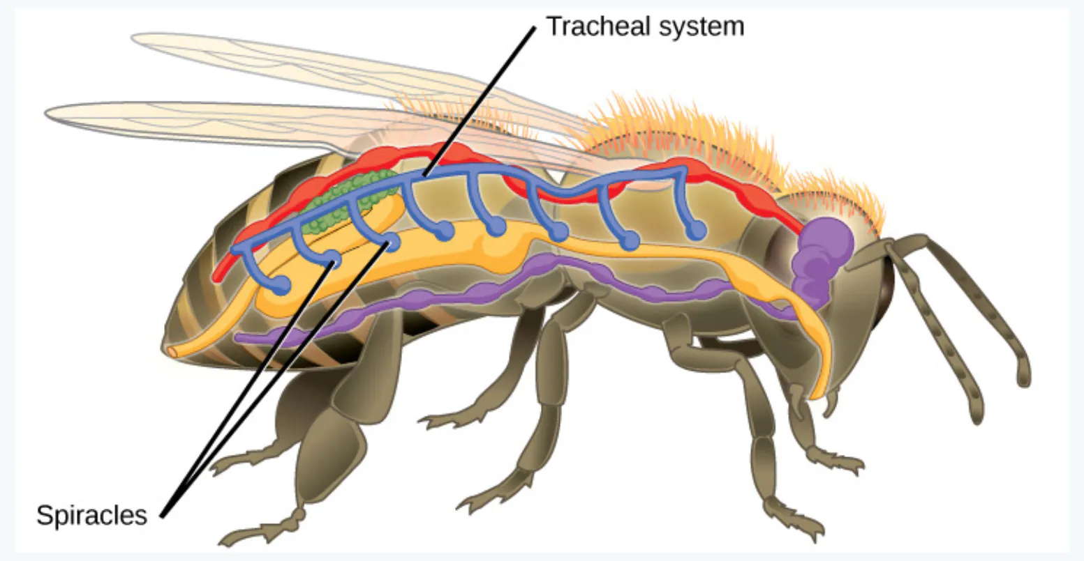 slide:3|type:diagram A labeled anatomical diagram of an insect tracheal system, showing the network of tracheal tubes beneath the body surface and the spiracles that admi…