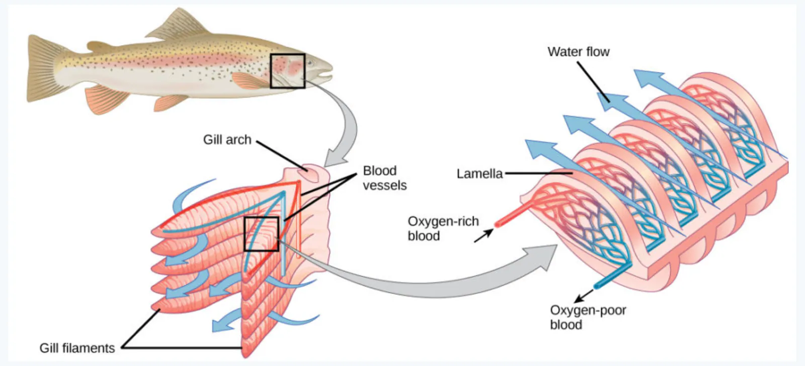 slide:4|type:diagram A labeled anatomical diagram of fish gills, showing the gill arch, gill filaments, lamellae, blood vessels, and the flow of water and blood during ga…