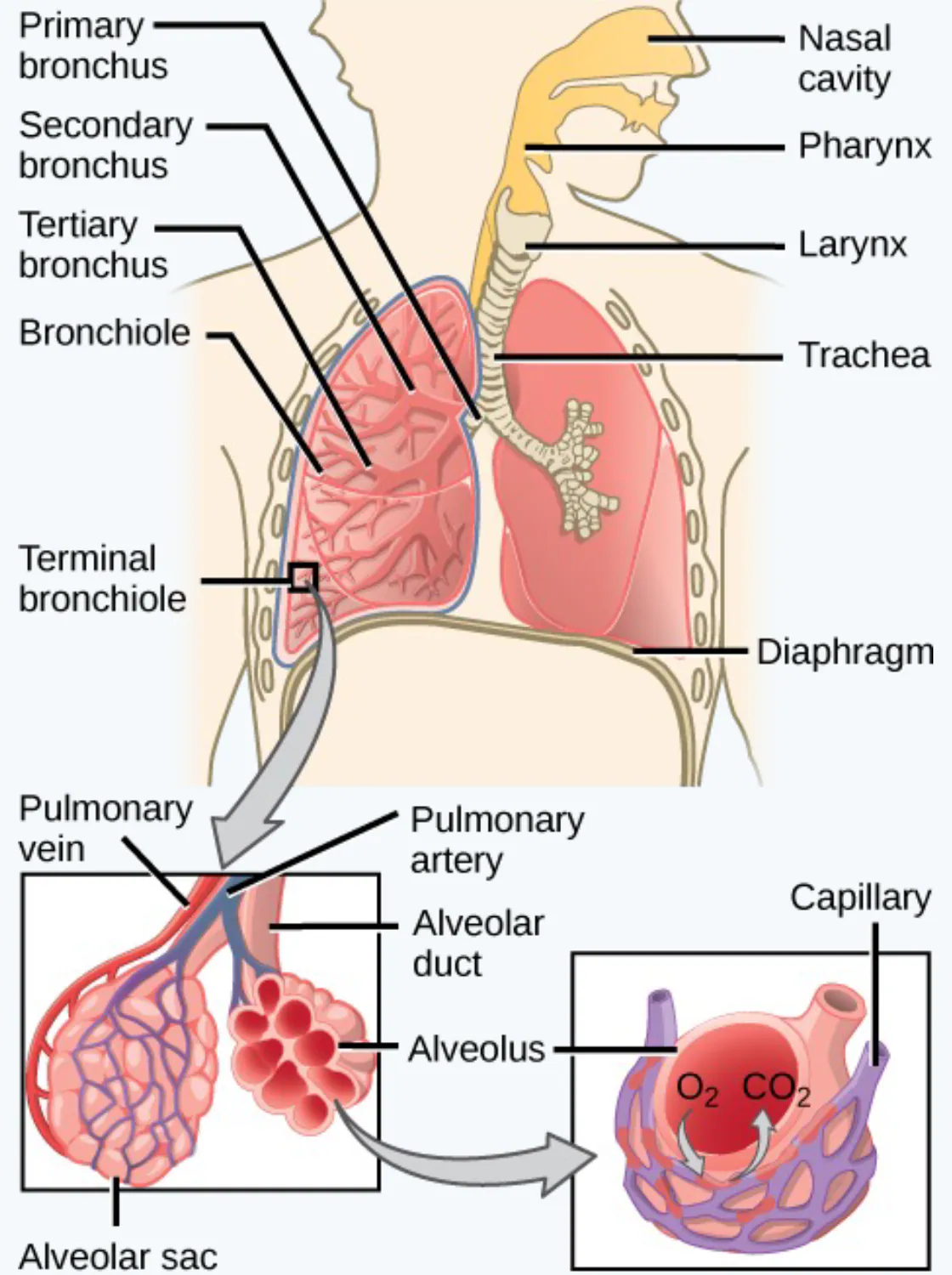 slide:5|type:diagram A labeled diagram of the mammalian respiratory system, showing the airway from the nasal cavity through the bronchi and bronchioles to the alveoli, a…
