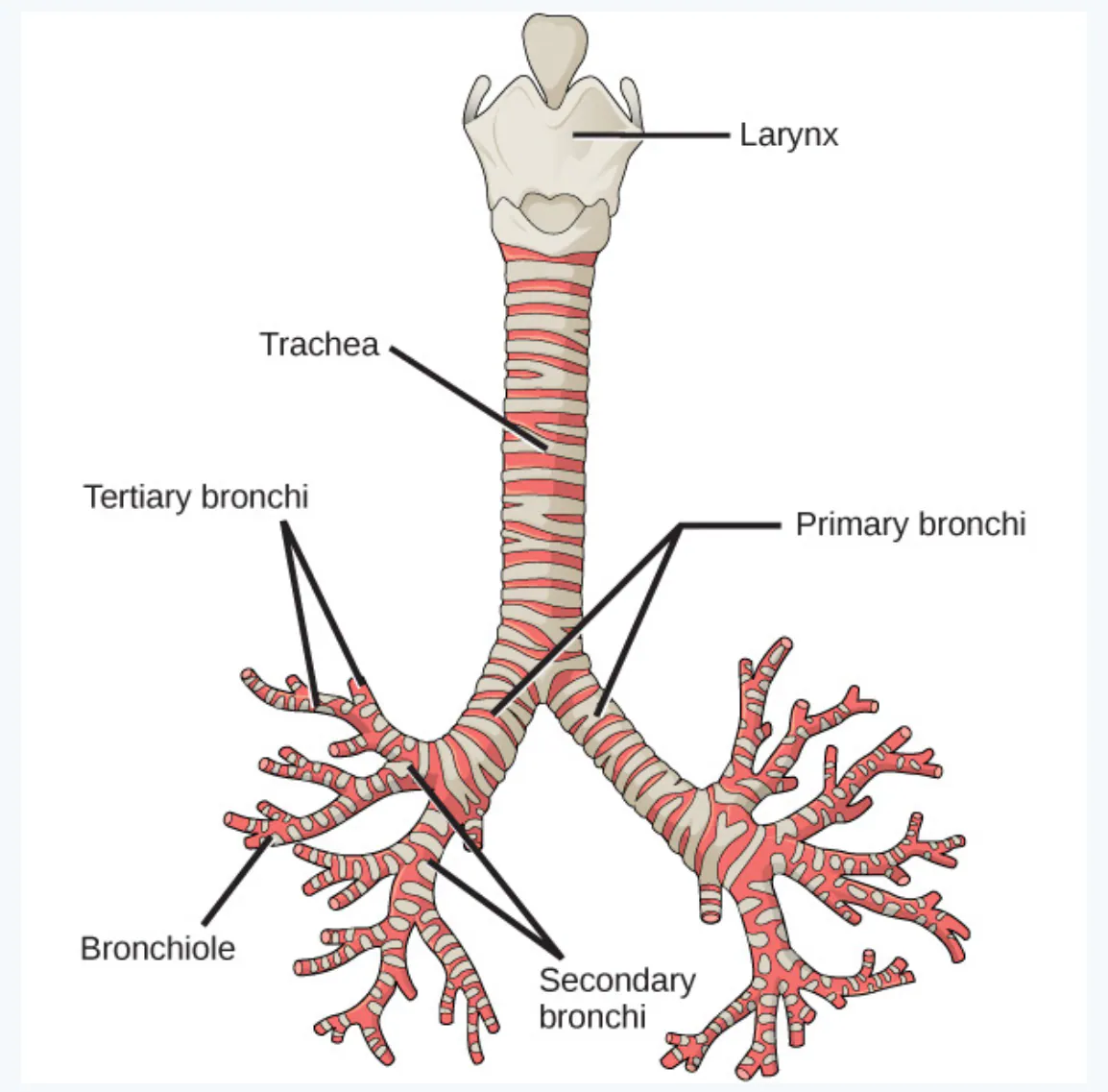 slide:6|type:diagram A labeled anatomical diagram of the tracheobronchial tree, showing the larynx and trachea branching into primary, secondary, and tertiary bronchi, wh…