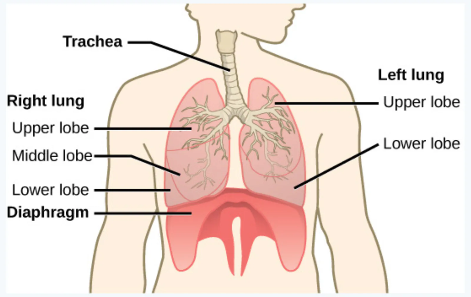 slide:7|type:diagram A labeled anatomical diagram of the respiratory system showing the trachea, right and left lungs, their lobes, and the diaphragm.