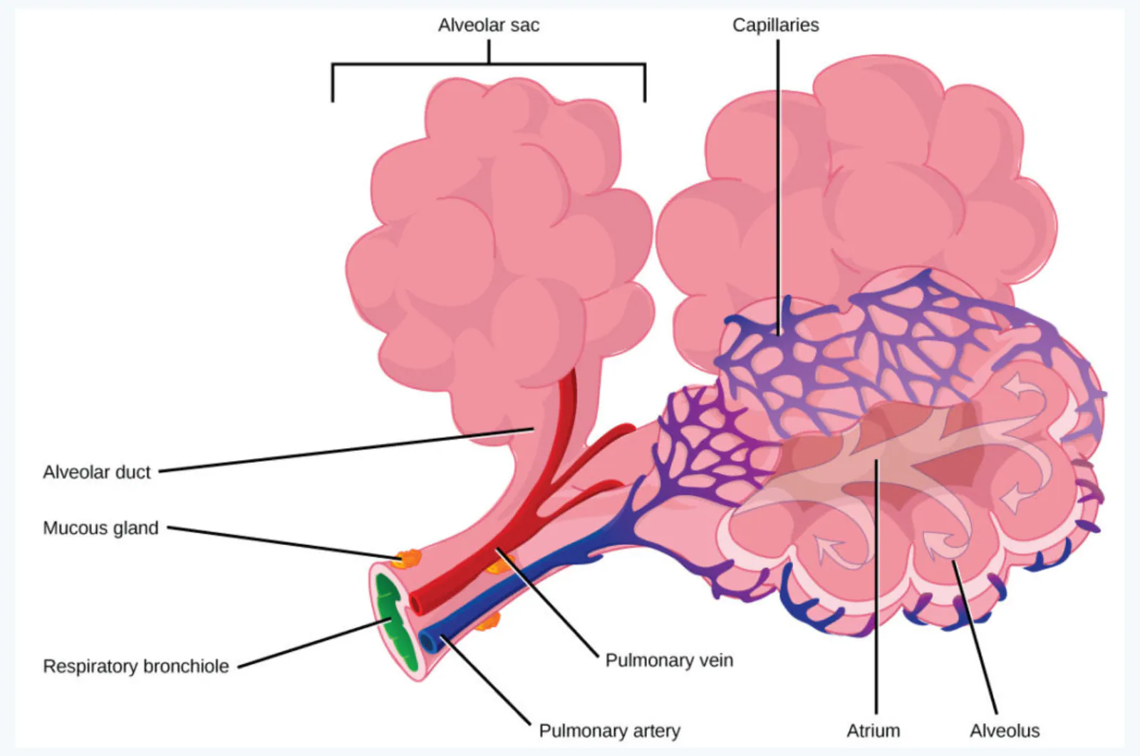 slide:8|type:diagram A labeled anatomical diagram of a pulmonary alveolar sac and its surrounding microvasculature, showing the respiratory bronchiole, alveolar duct, alv…